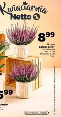Netto Wrzos Garden Girls wys. 25 cm oferta