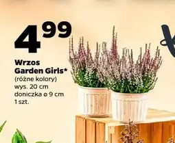 Netto Wrzos Garden Girls wys. 20 cm oferta