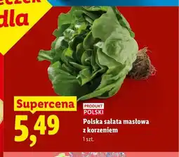 Lidl Sałata masłowa polska z korzeniem Ryneczek Lidla oferta