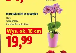 Lidl Storczyk mini w ceramice oferta