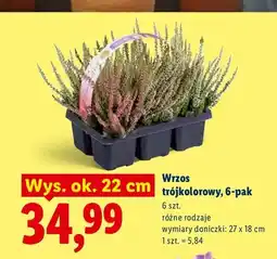 Lidl Wrzos trójkolorowy 6-pak oferta