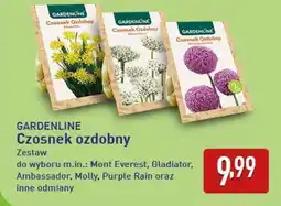 ALDI GARDENLINE Czosnek ozdobny oferta