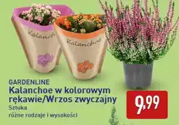 ALDI GARDENLINE Kalanchoe w kolorowym rękawie/Wrzos zwyczajny oferta