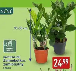 ALDI GARDENLINE Zamiokulkas zamiolistny oferta