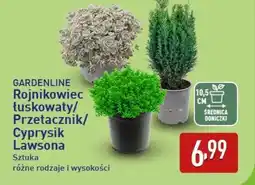 ALDI GARDENLINE Rojnikowiec łuskowaty/Przetacznik/Cyprysik Lawsona oferta