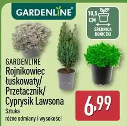 ALDI GARDENLINE Rojnikowiec łuskowaty/Przetacznik/Cyprysik Lawsona oferta
