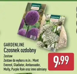 ALDI GARDENLINE Czosnek ozdobny oferta
