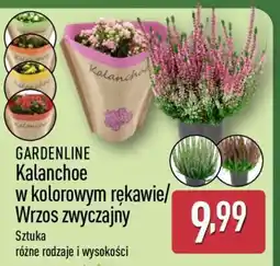 ALDI GARDENLINE Kalanchoe w kolorowym rękawie/Wrzos zwyczajny oferta