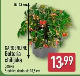 ALDI GARDENLINE Golteria chilijska oferta