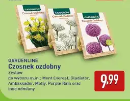 ALDI Czosnek ozdobny Mont Everest Gardenline oferta