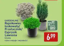ALDI Rojnikowiec łuskowaty Gardenline oferta