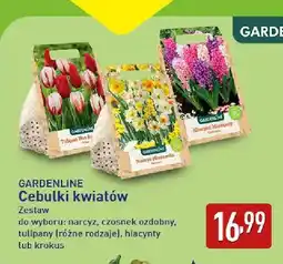 ALDI Cebulki kwiatów narcyz Gardenline oferta