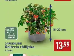 ALDI Golteria chilijska Gardenline oferta