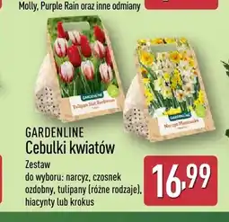 ALDI Cebulki kwiatów narcyz Gardenline oferta