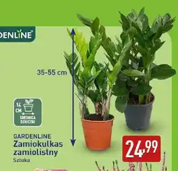 ALDI Zamiokulkas zamiolistny Gardenline oferta