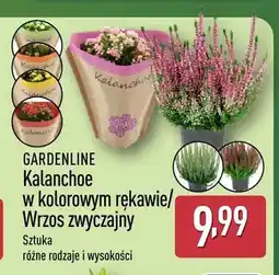 ALDI Kalanchoe w kolorowym rękawie Gardenline oferta