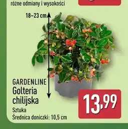 ALDI Golteria chilijska Gardenline oferta