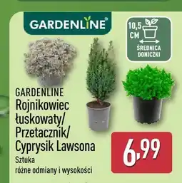 ALDI Rojnikowiec łuskowaty Gardenline oferta