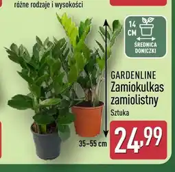ALDI Zamiokulkas zamiolistny Gardenline oferta