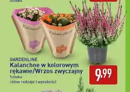 ALDI Kalanchoe w kolorowym rękawie Gardenline oferta