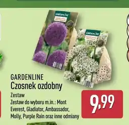 ALDI Czosnek ozdobny Mont Everest Gardenline oferta