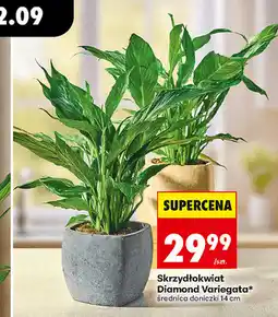 Biedronka Skrzydłokwiat Diamond Variegata* średnica doniczki 14 cm oferta