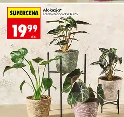 Biedronka Alokazja* średnica doniczki 12 cm oferta