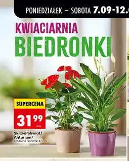 Biedronka Anturium średnica doniczki 17 cm oferta
