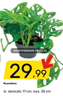 Bricomarche Monstera oferta