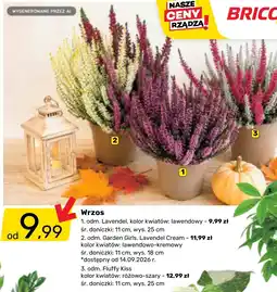Bricomarche Wrzos oferta