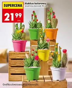 Biedronka Kaktus kolorowy oferta