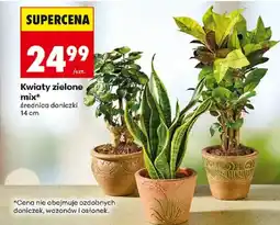 Biedronka Kwiaty zielone mix* oferta