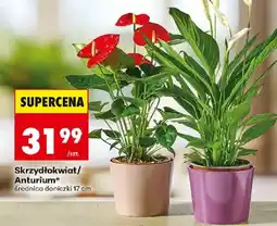 Biedronka Skrzydłokwiat/Anturium* oferta