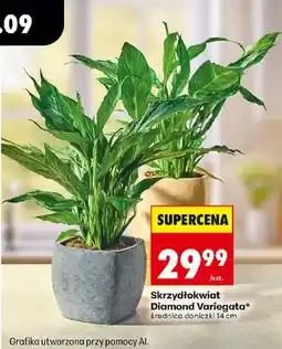 Biedronka Skrzydłokwiat Diamond Variegata* oferta