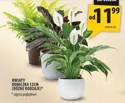 Arhelan Kwiaty Doniczka 12cm oferta