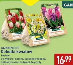ALDI GARDENLINE Cebulki kwiatów oferta