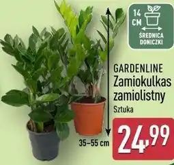 ALDI GARDENLINE Zamiokulkas zamiolistny oferta
