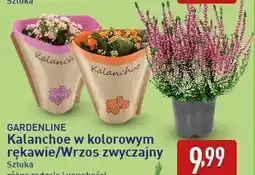 ALDI GARDENLINE Kalanchoe w kolorowym rękawie/Wrzos zwyczajny oferta