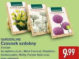 ALDI GARDENLINE Czosnek ozdobny oferta