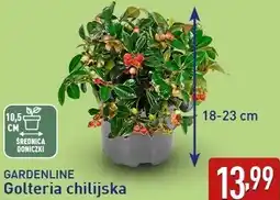ALDI GARDENLINE Golteria chilijska oferta