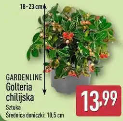 ALDI GARDENLINE Golteria chilijska oferta
