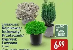 ALDI GARDENLINE Rojnikowiec łuskowaty/Przetacznik/Cyprysik Lawsona oferta