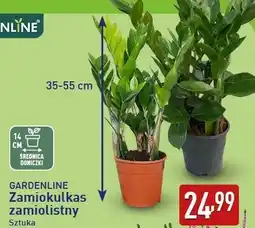 ALDI GARDENLINE Zamiokulkas zamiolistny oferta