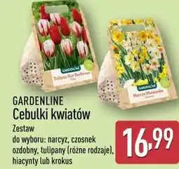 ALDI GARDENLINE Cebulki kwiatów oferta