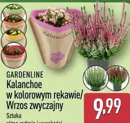 ALDI GARDENLINE Kalanchoe w kolorowym rękawie/Wrzos zwyczajny oferta