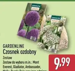ALDI GARDENLINE Czosnek ozdobny oferta