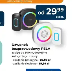Mrówka Dzwonek oferta