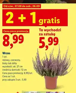 Lidl Wrzos różowy oferta