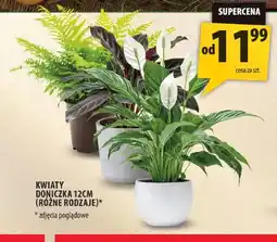 Arhelan Kwiaty doniczka 12 cm oferta