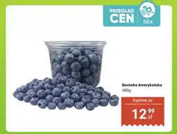 Dino Borówka amerykańska oferta